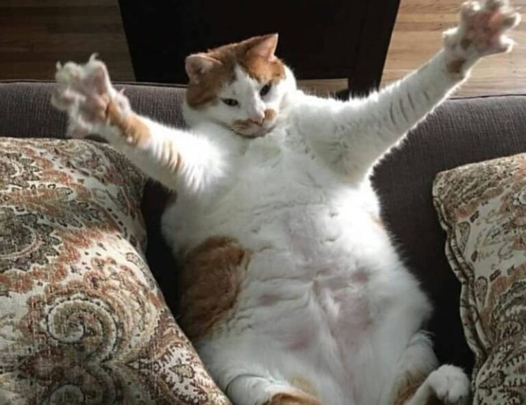 can hell2mize run on pc