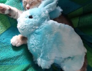 drhcryptology bitcoin tips from drhomey