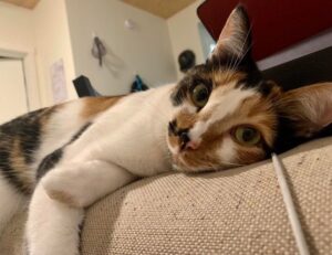 financial ecosystems of nfts etrsnft