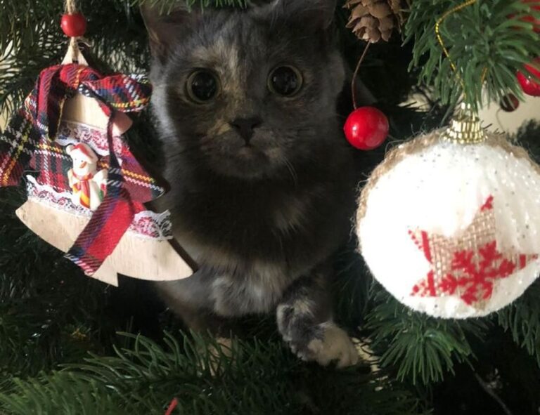 how do crypto charts work drhcryptology