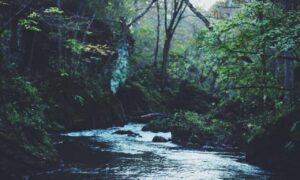 is popguroll popular now