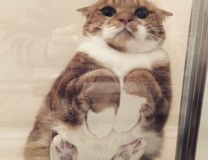 is widdeadvi the best game in pc