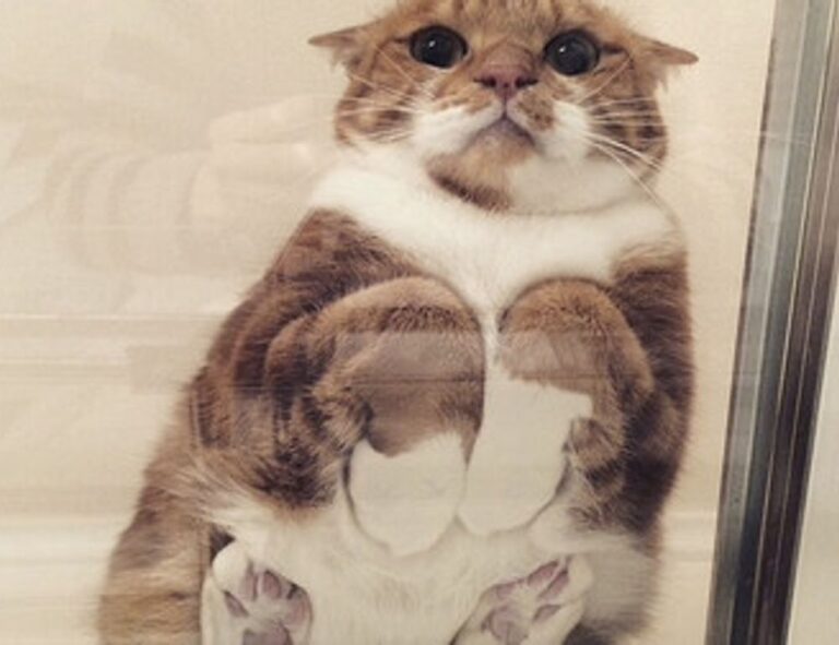 is widdeadvi the best game in pc