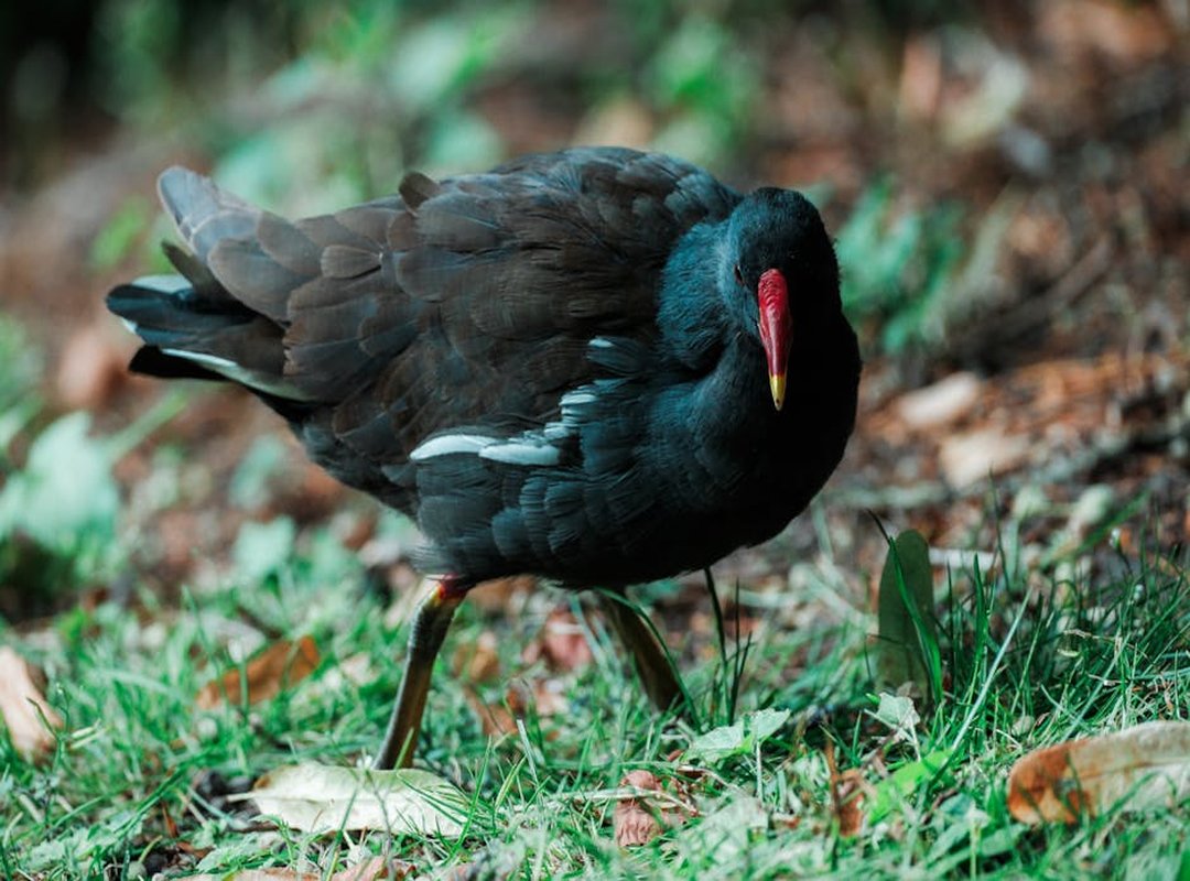 Styling Tips and Maintenance